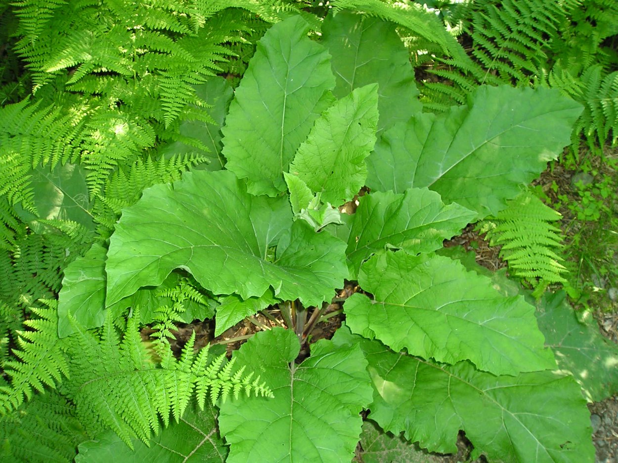 Папоротник лопух