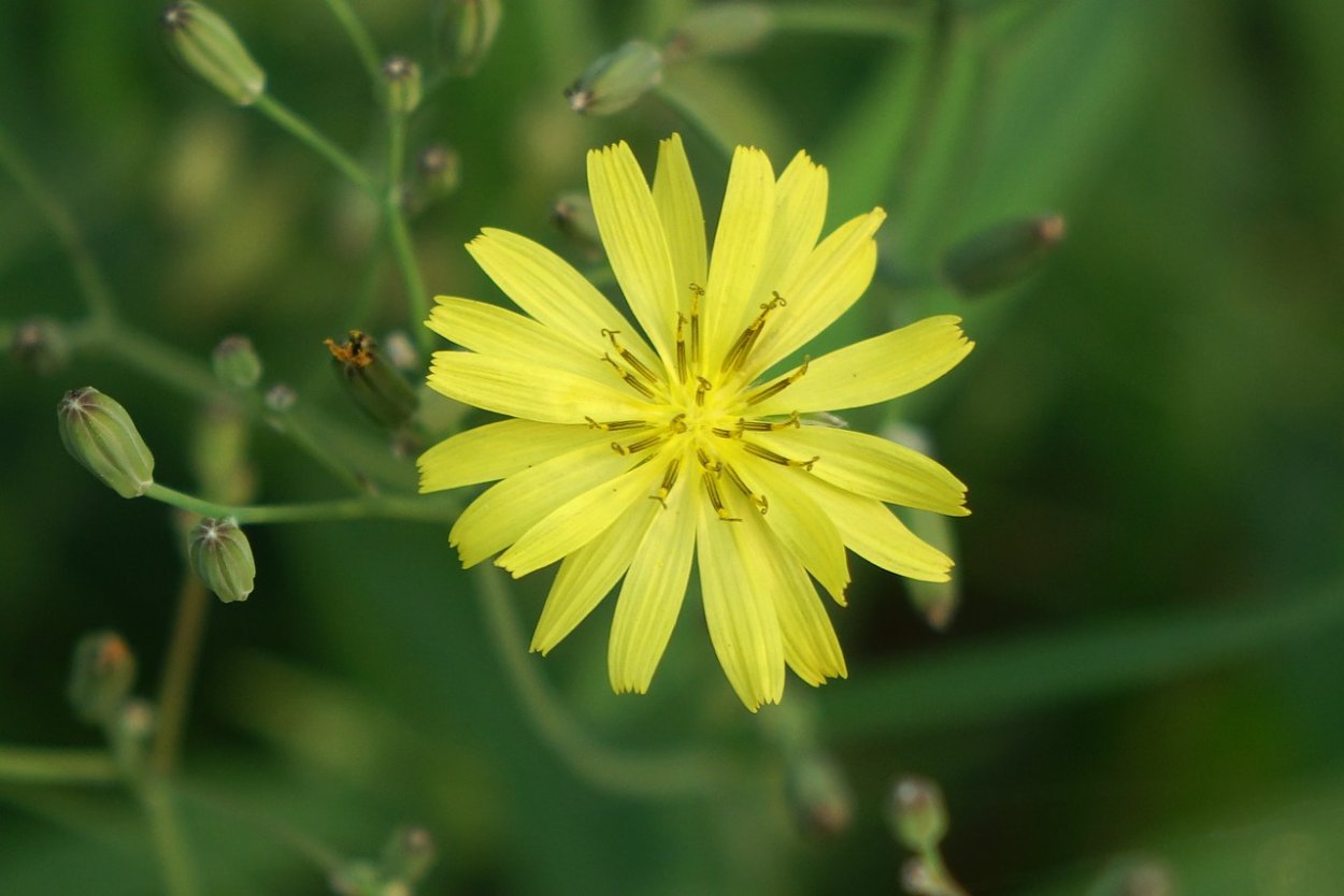 Осот огородный (Sonchus oleraceus)