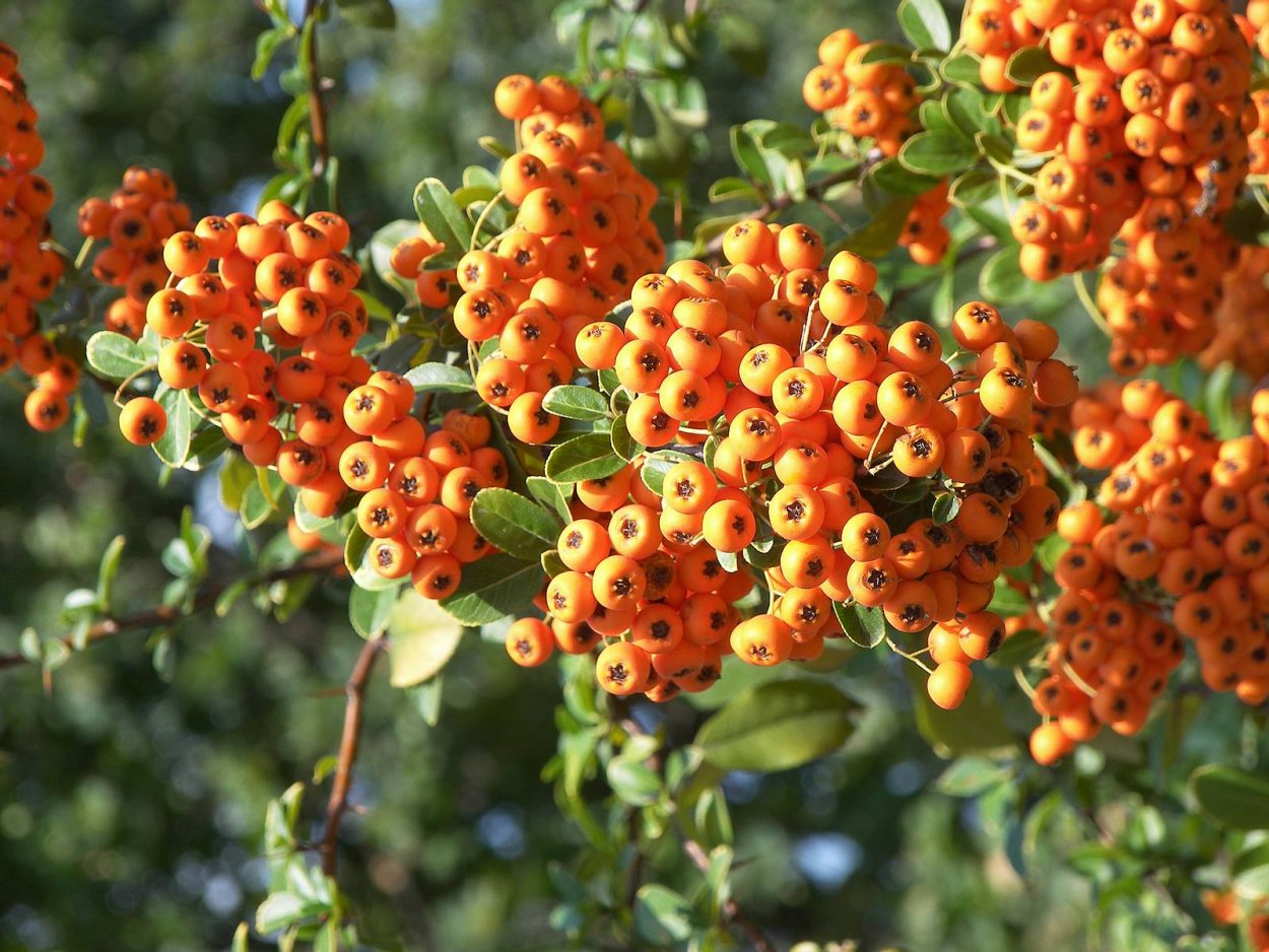 Арония кустарник с желтыми ягодами