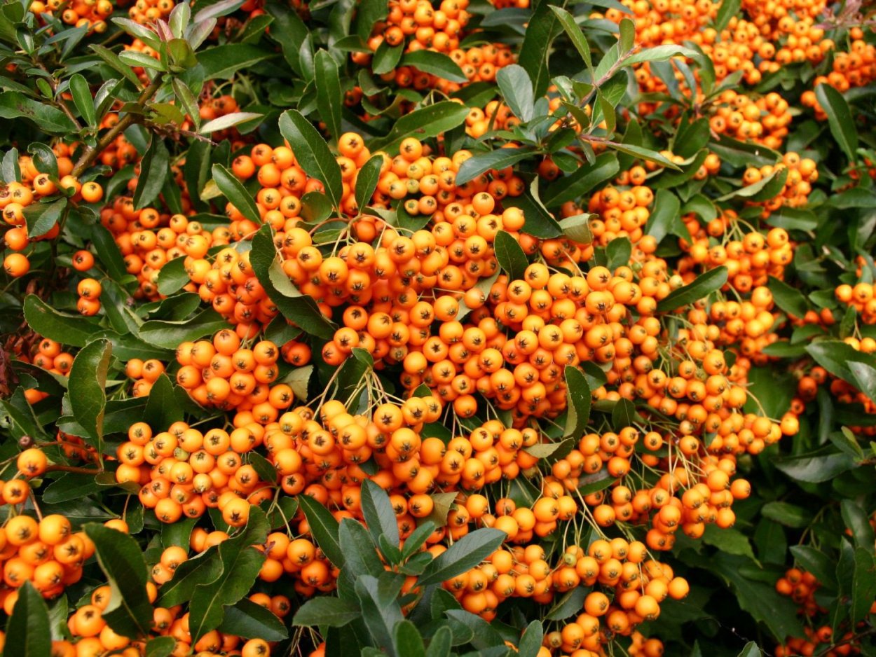 Пираканта оранж Глоу