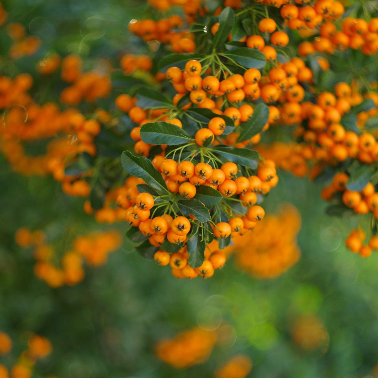 Паслен кустарник ягоды оранж.