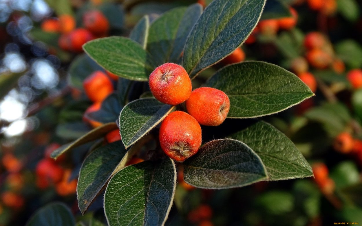 Оранжевые ягоды Кипр