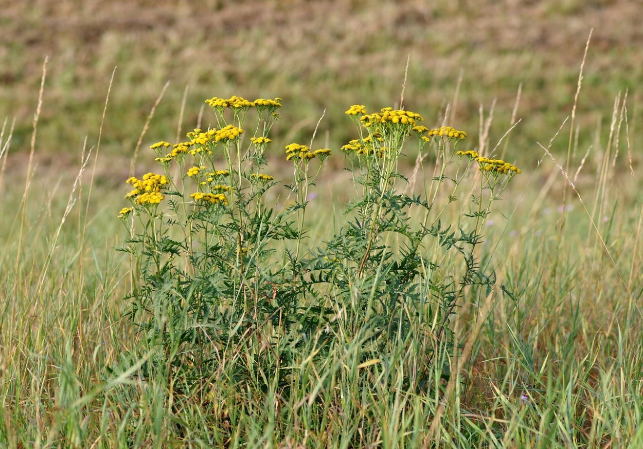Клевер желтый ползучий сорняк