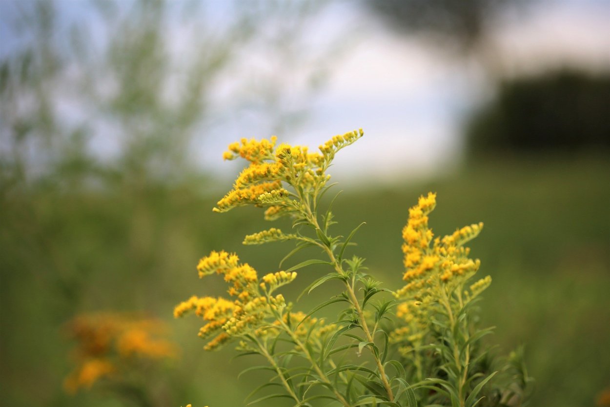 Осот огородный (Sonchus oleraceus)