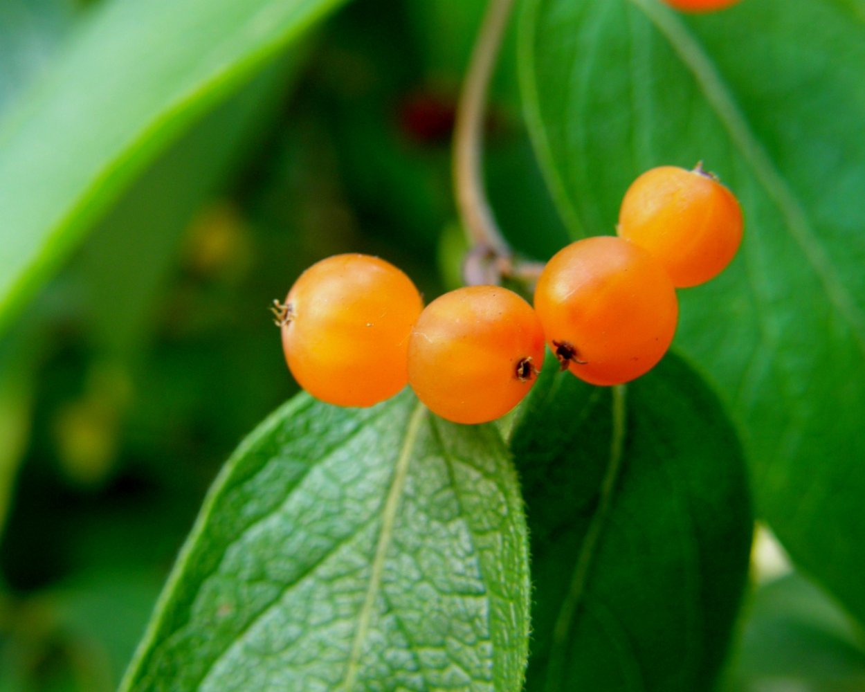 Калина оранжевая ягода