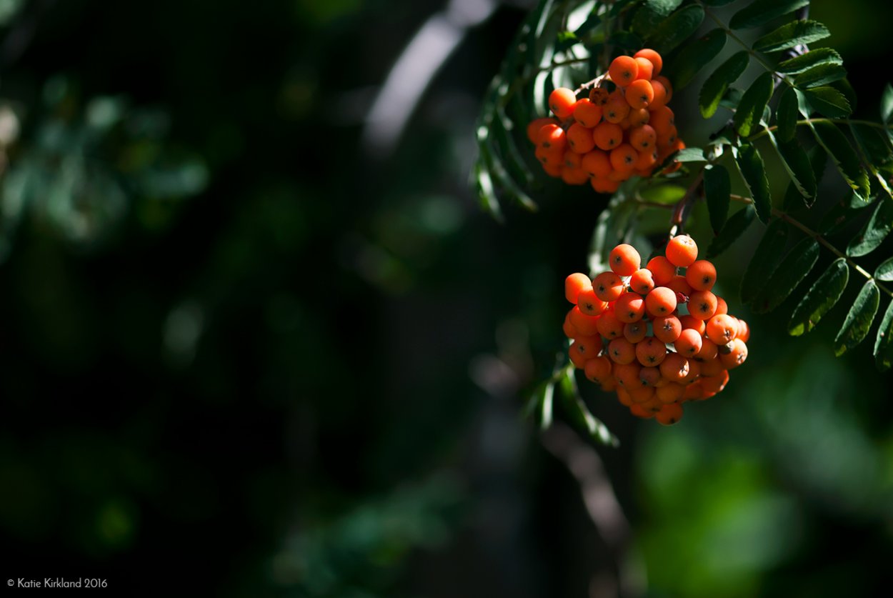 Папоротник с оранжевыми ягодами