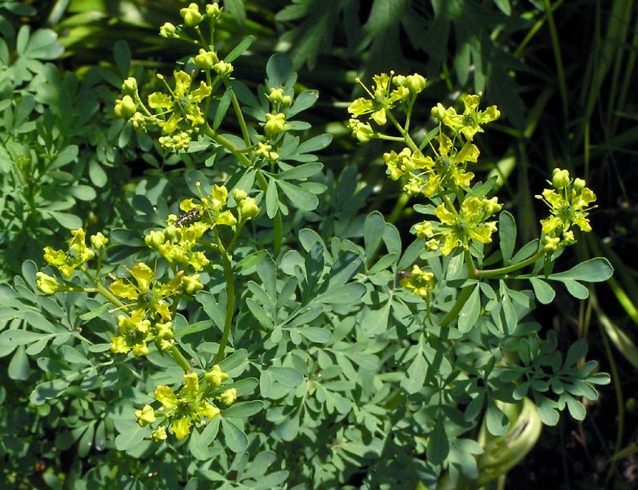 Центаурея Василек многолетний