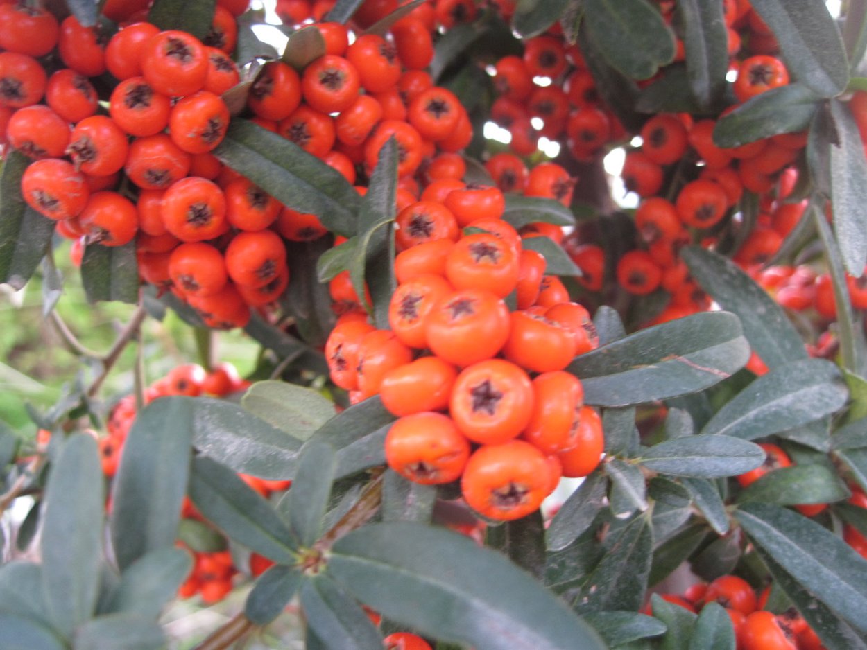 Пираканта облепиха