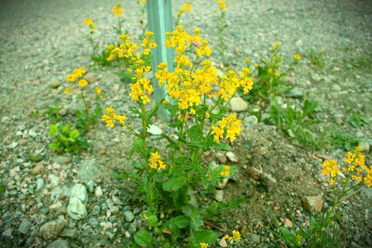 Вербейник монетчатый Луговой