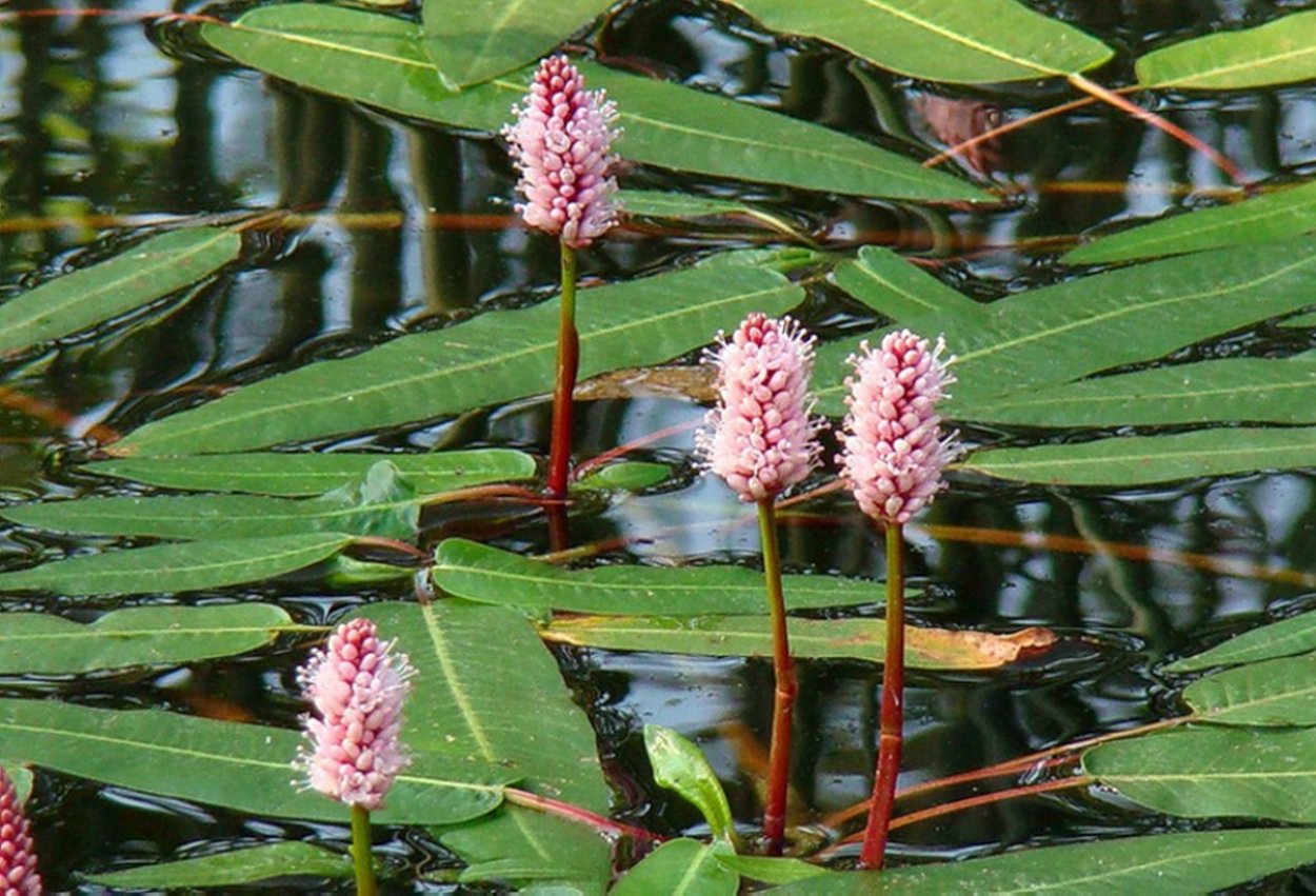 Polygonum amphibium – Горец Земноводный