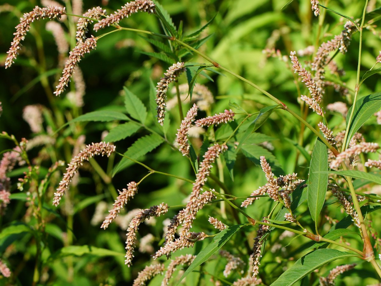 Корень горца гребенчатого. Горец щавелелистный. Persicaria lapathifolia. Горец развесистый.