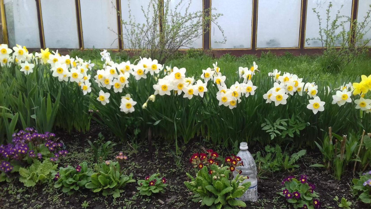 Тюльпаны примулы нарциссы