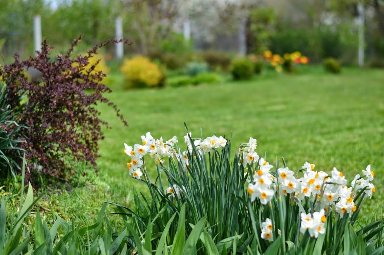 Сад Боднант нарциссы
