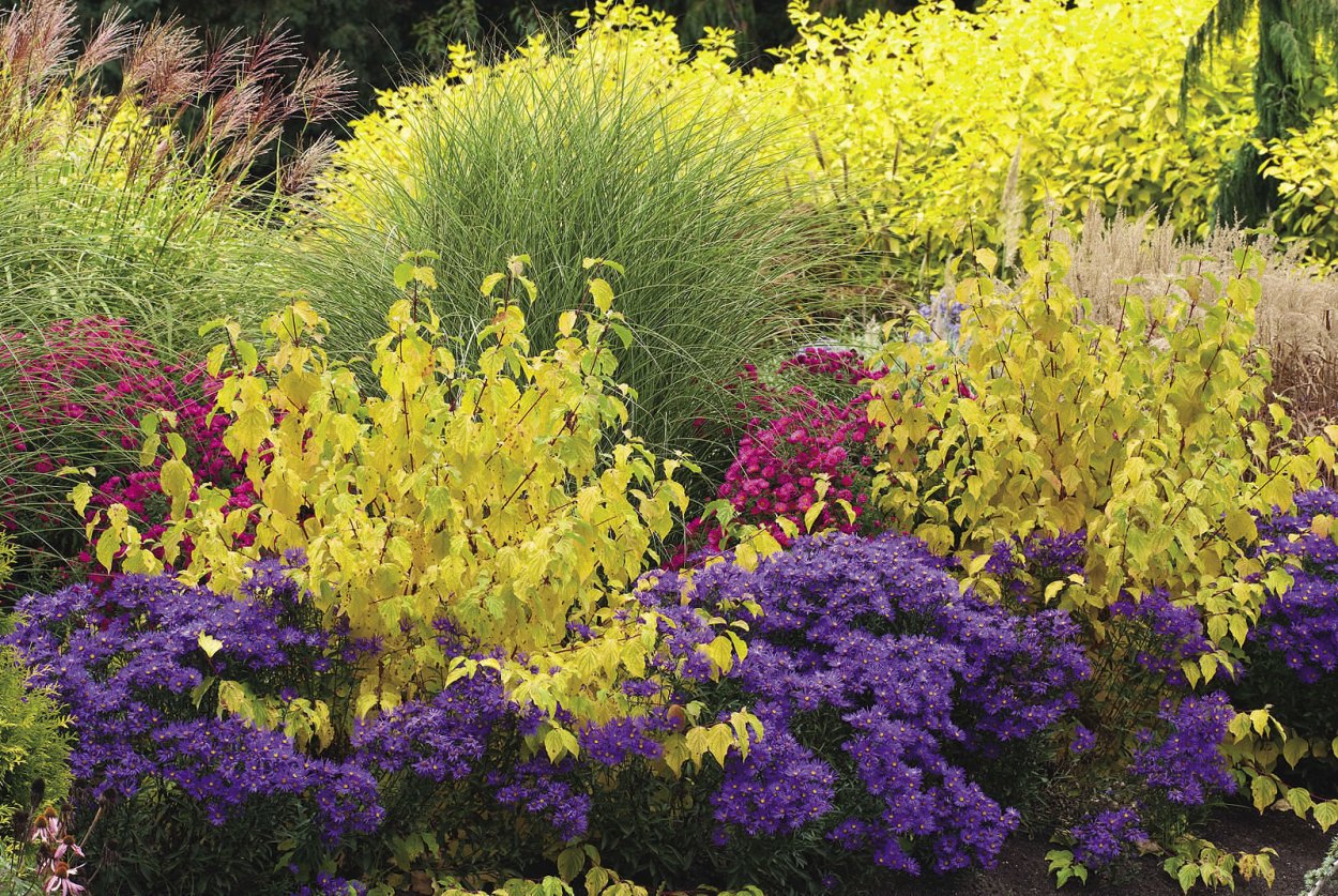 Цветник в желто-фиолетовых тонах