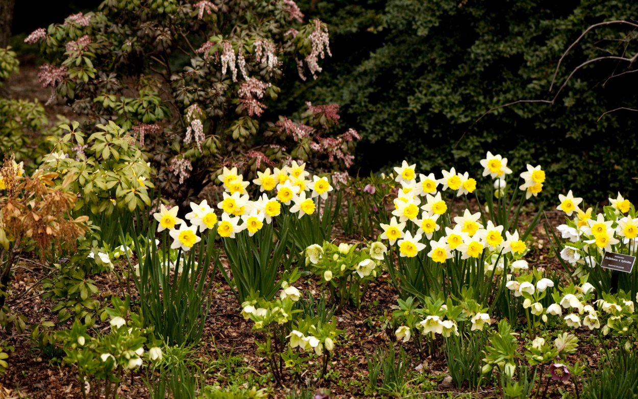 Ирис примула цветник