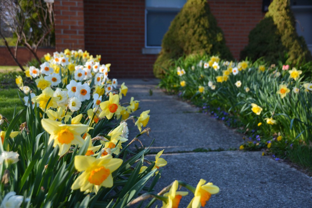 Нарцисс в регулярном саду