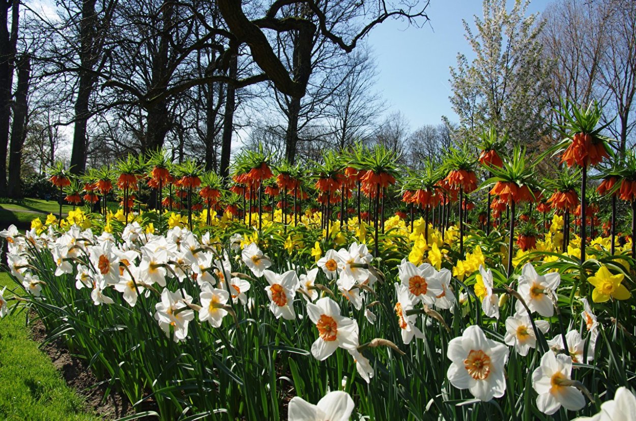 Кейкенхоф парк Нидерланды