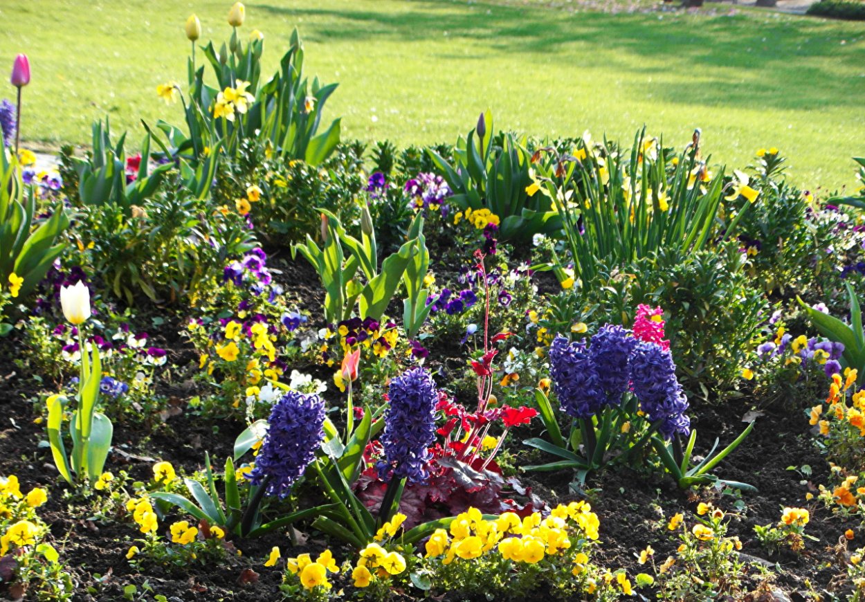 Крокус, тюльпан, гиацинт, Нарцисс, рябчик