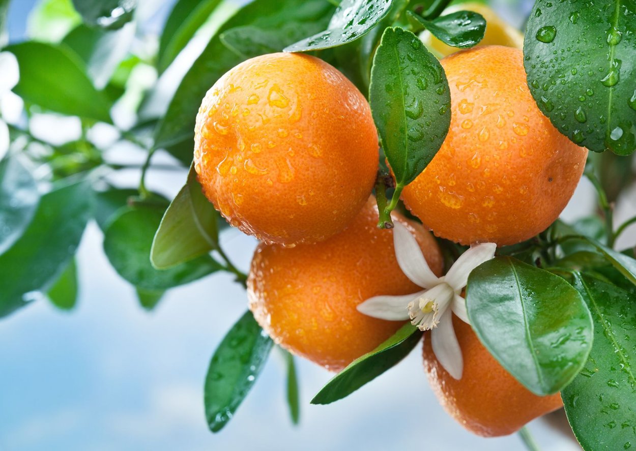 Апельсин (Citrus sinensis)