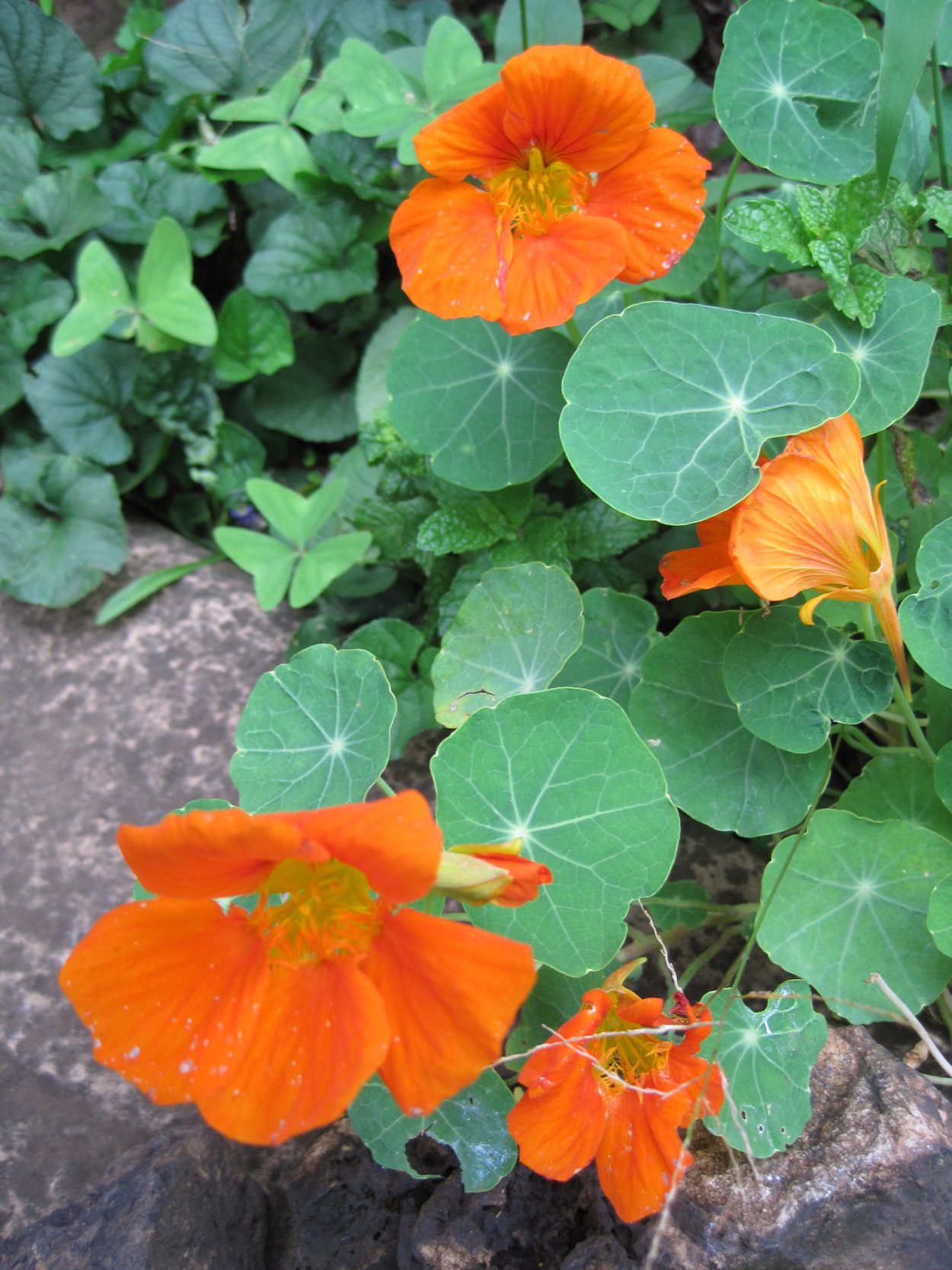 Настурция оранжевая