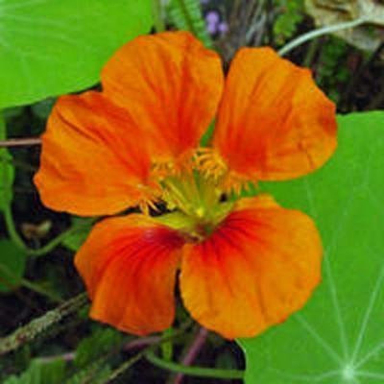 Настурция Сальмон