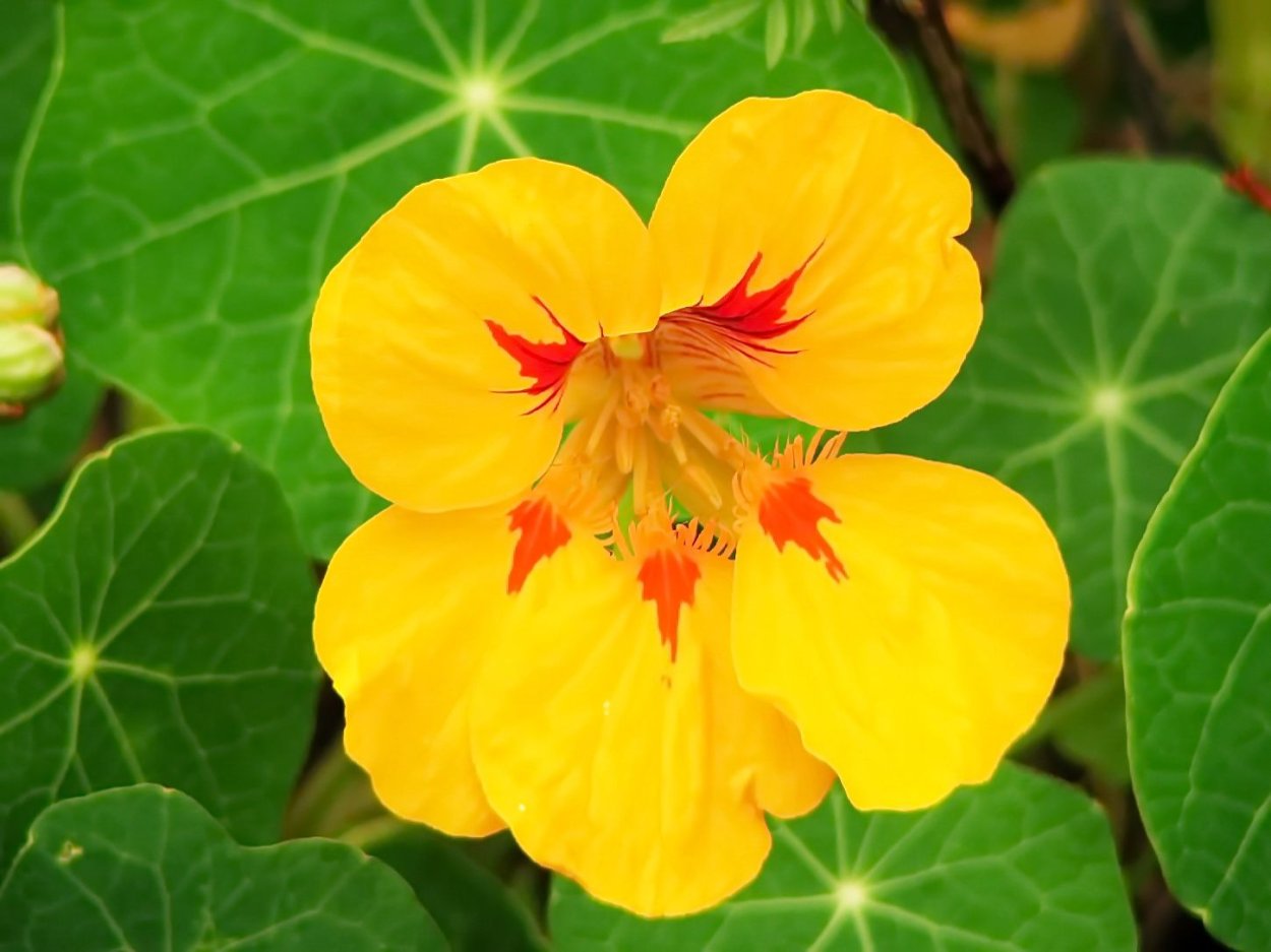 Настурция Голден Глоуб