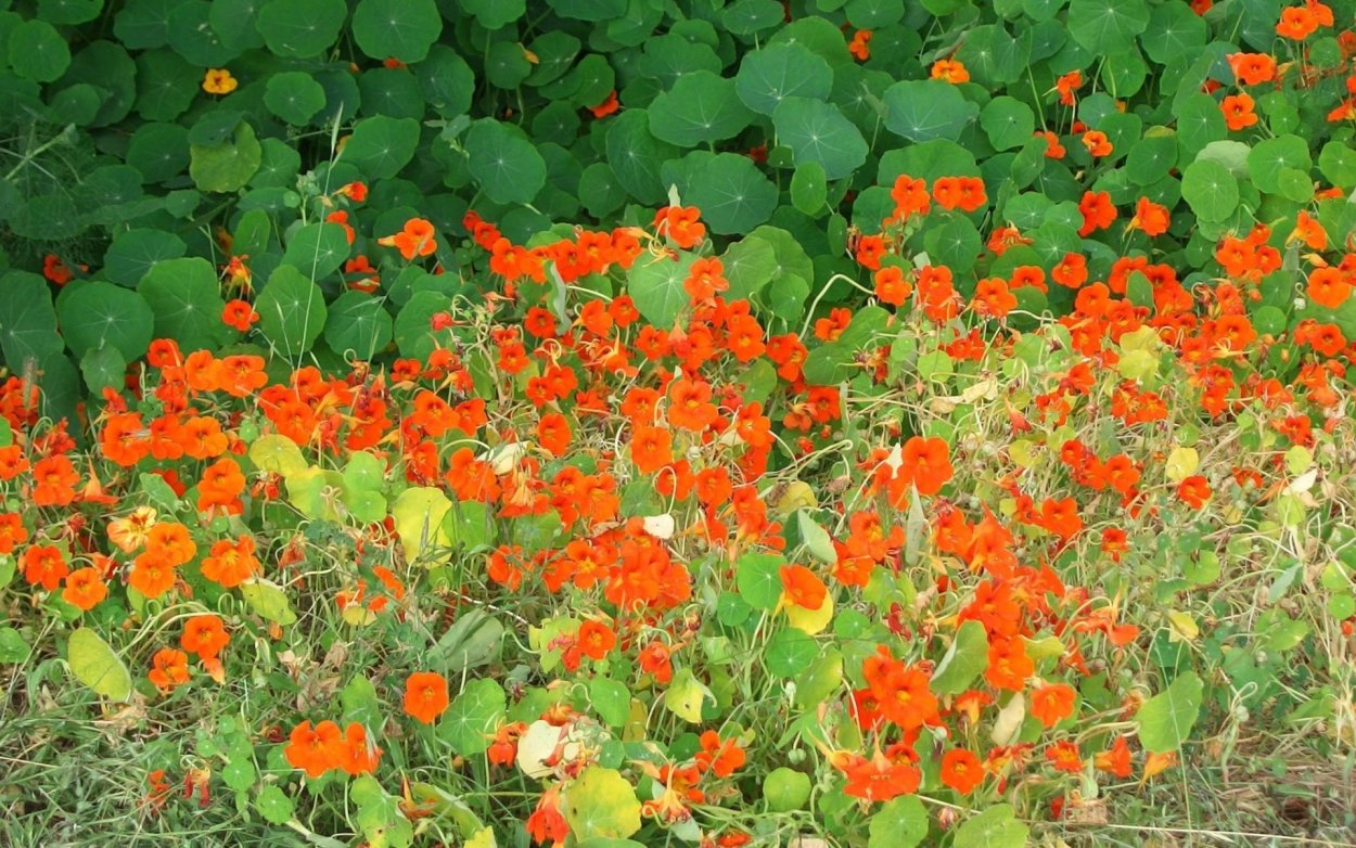 Почвопокровные оранжевые однолетники