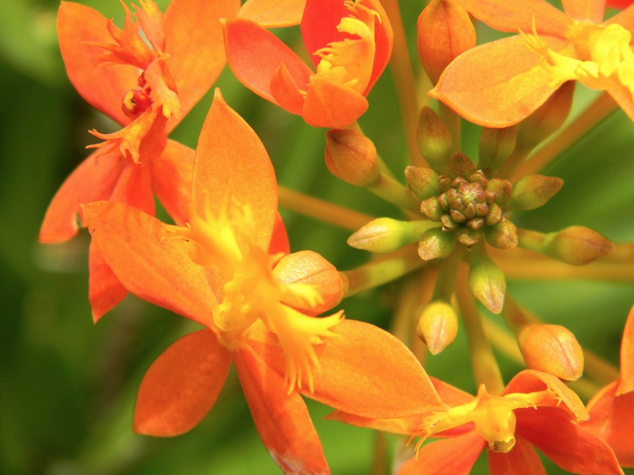 Epidendrum radicans 'Orange