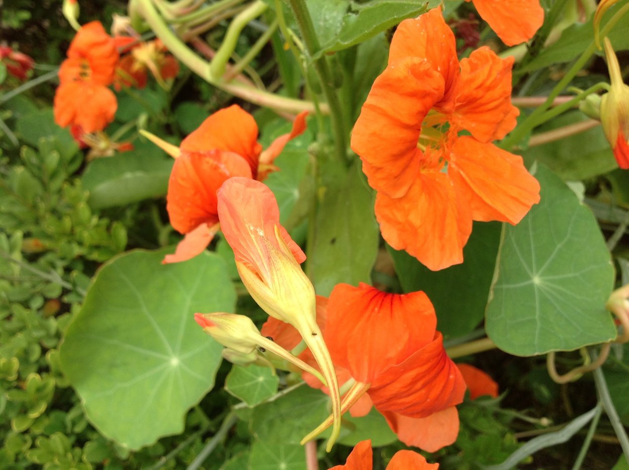 Настурция – Orange Nasturtium