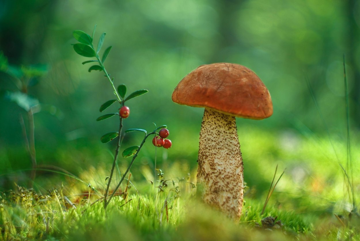 Осенний грибной лес