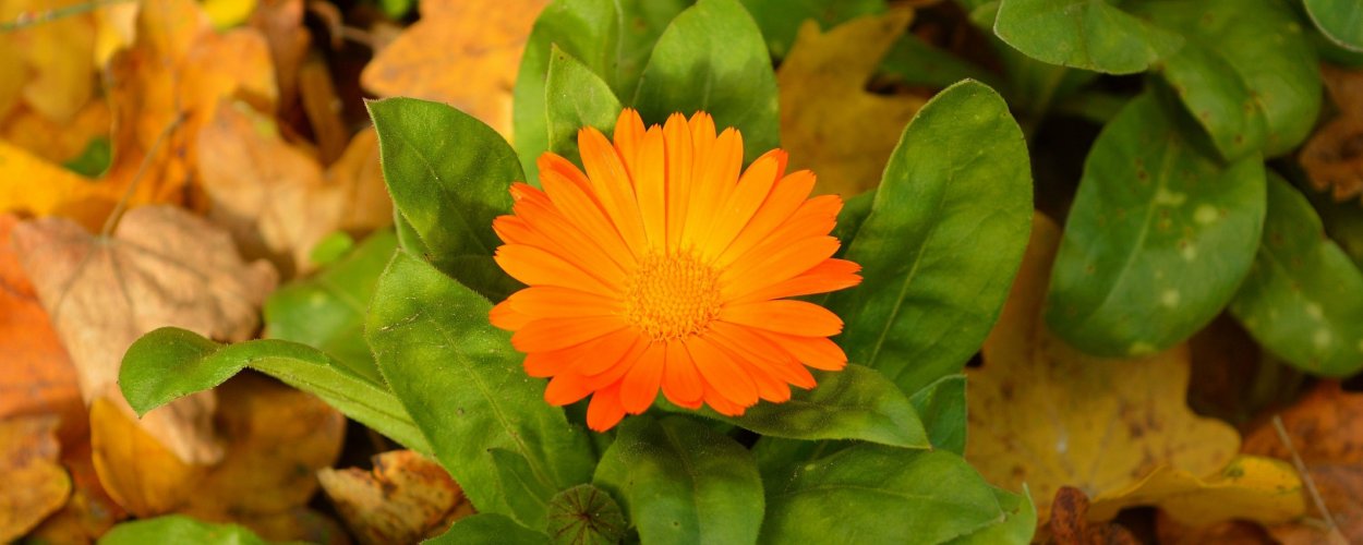 Календула осенний листопад семена