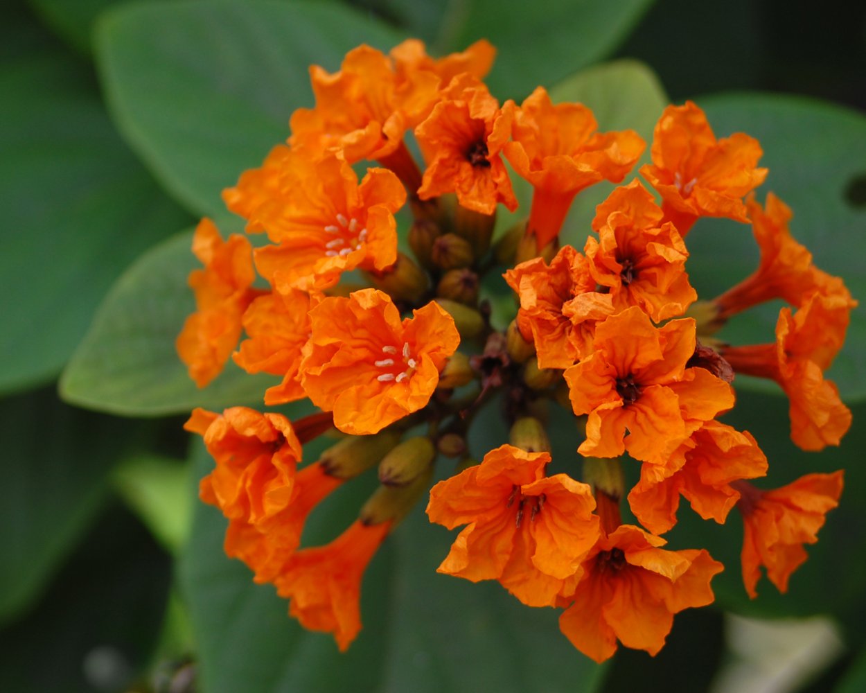 Оранжевый цветок на ф