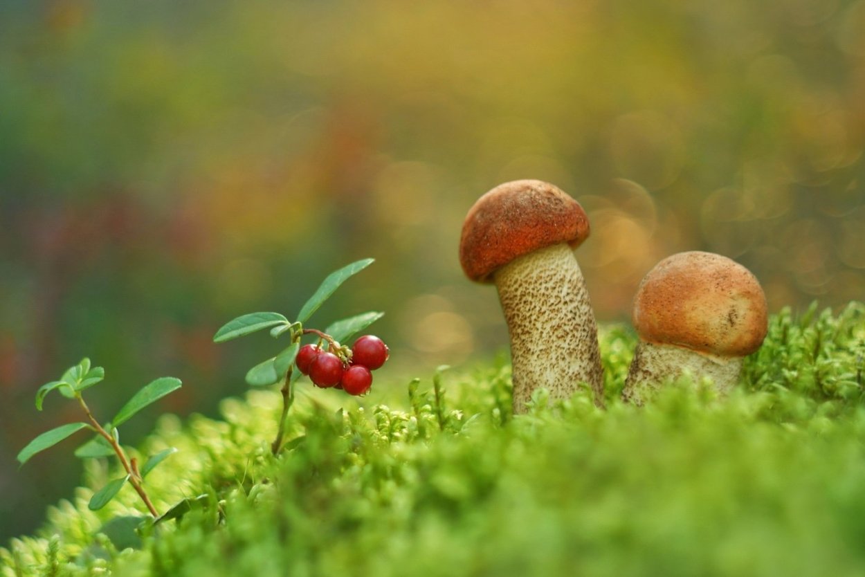 Корзинка с грибами