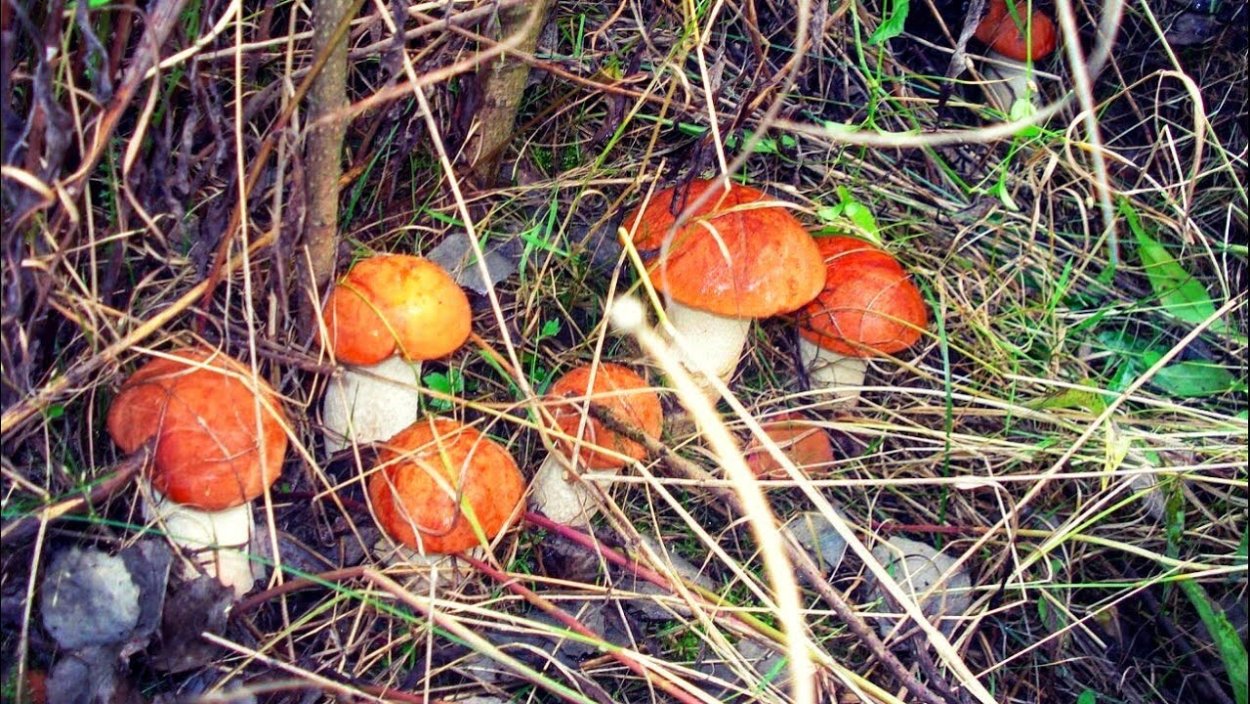 Лесная Полянка с грибами