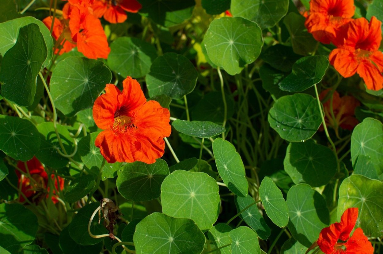 Кресс настурция