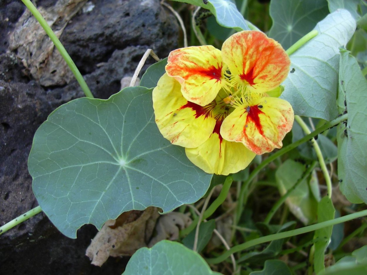 Tropaeolum majus
