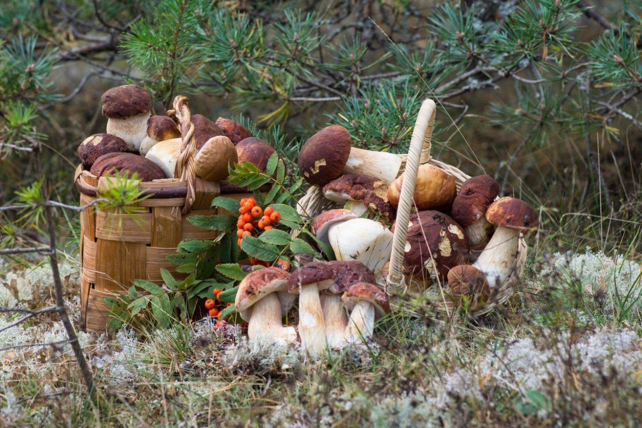 Очень много грибов