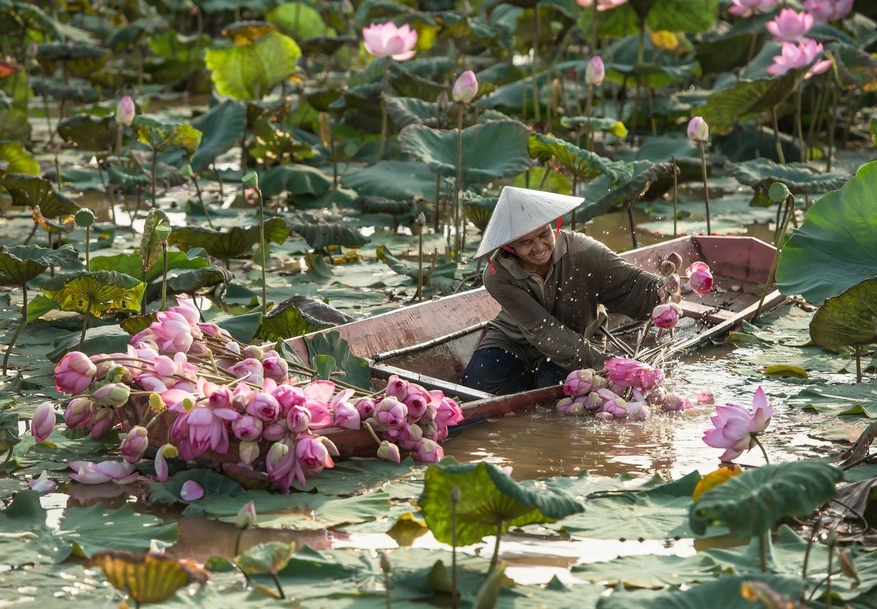 Долина лотосов Тайланд