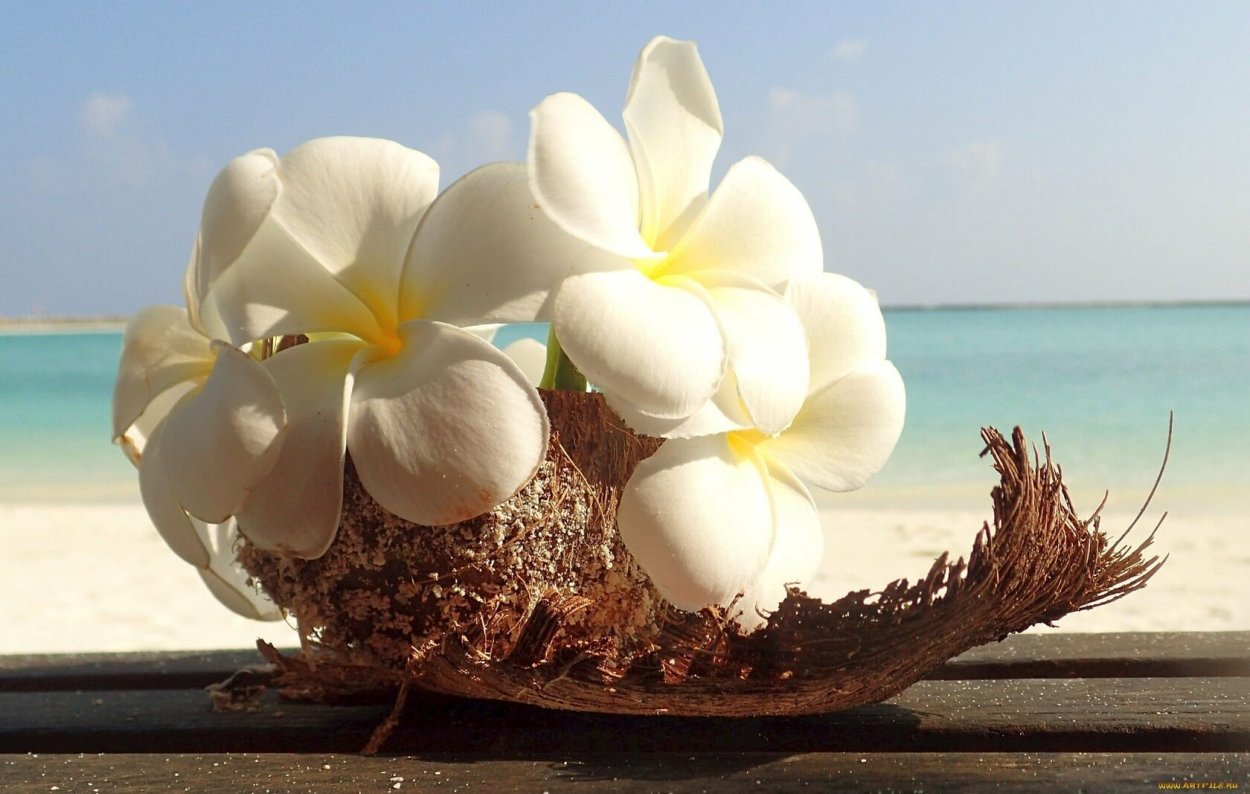 Цветы Плюмерия Франжипани Мальдивы