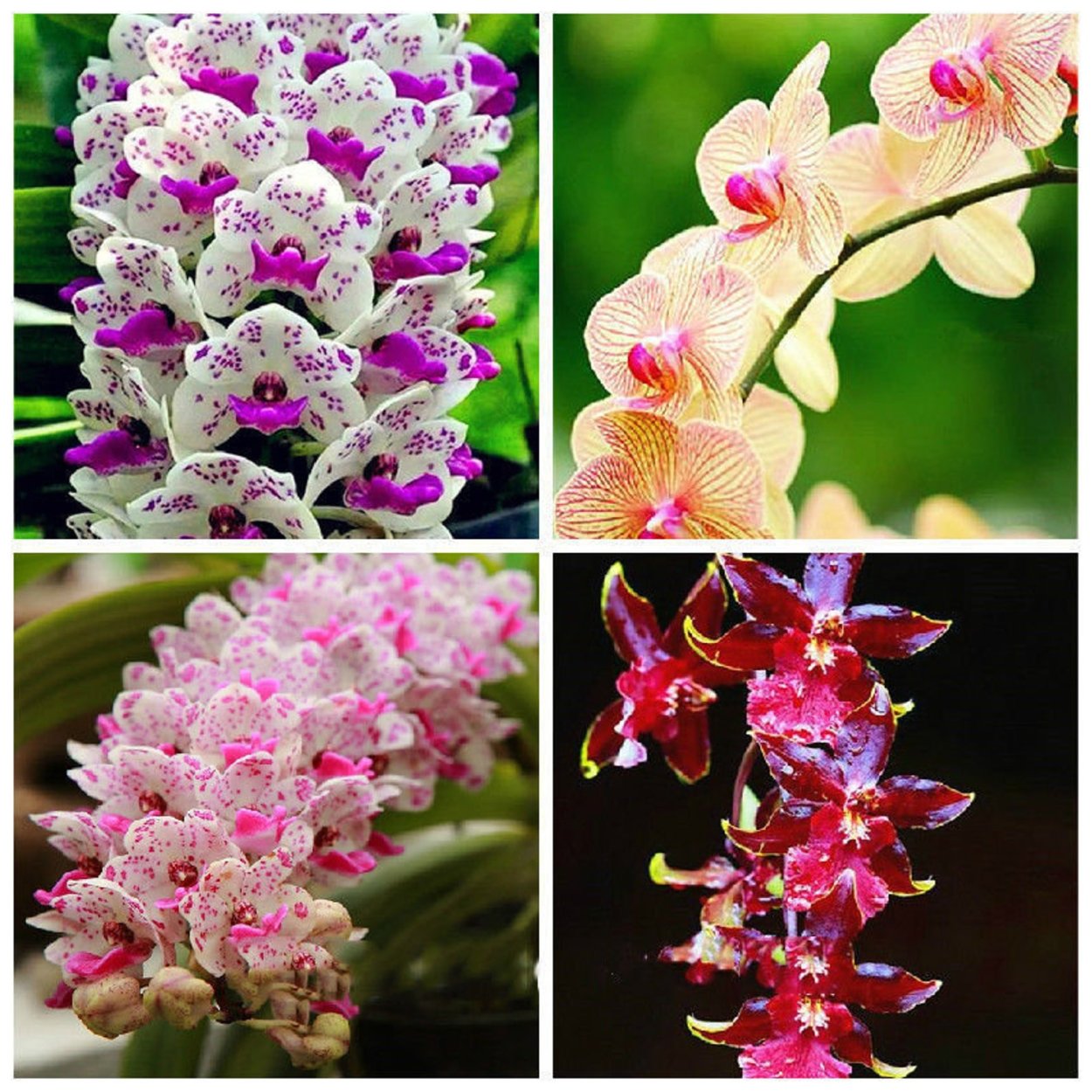 Девушка с лотосом