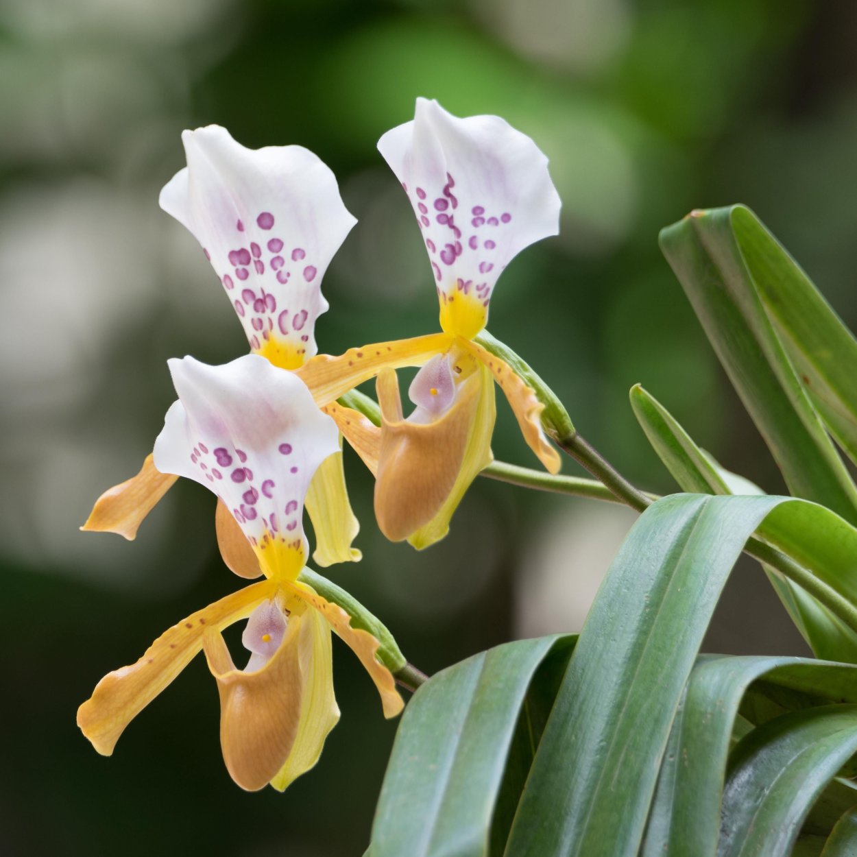 Paph. Papilio-laoticus