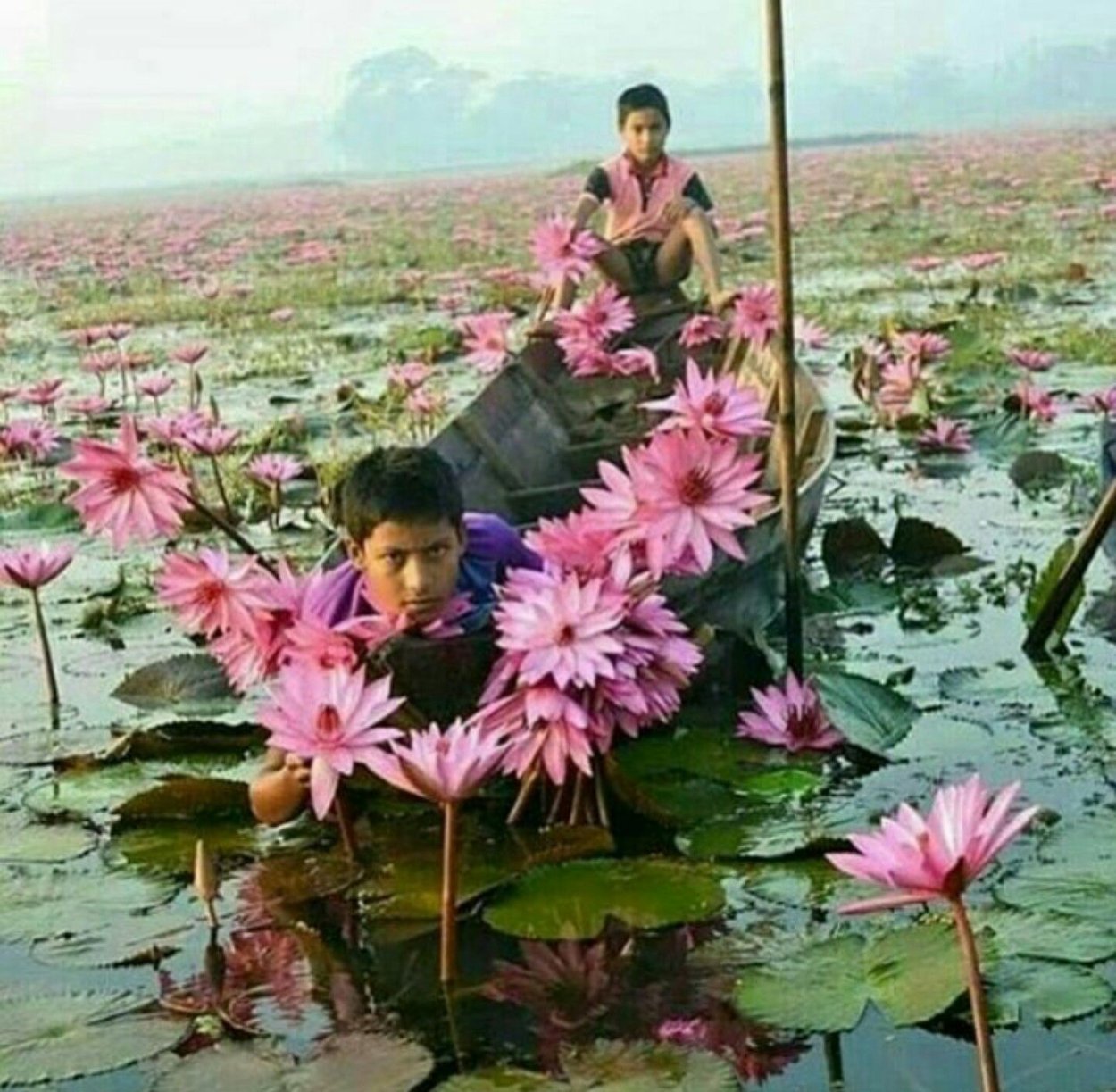 Орхидея бульбофиллум эхинолабиум