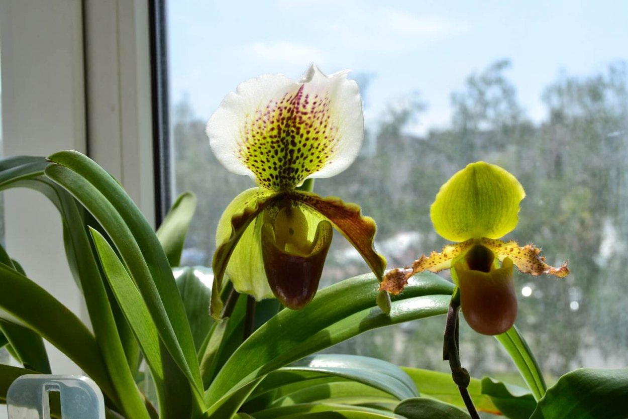 Paphiopedilum Bel Royal