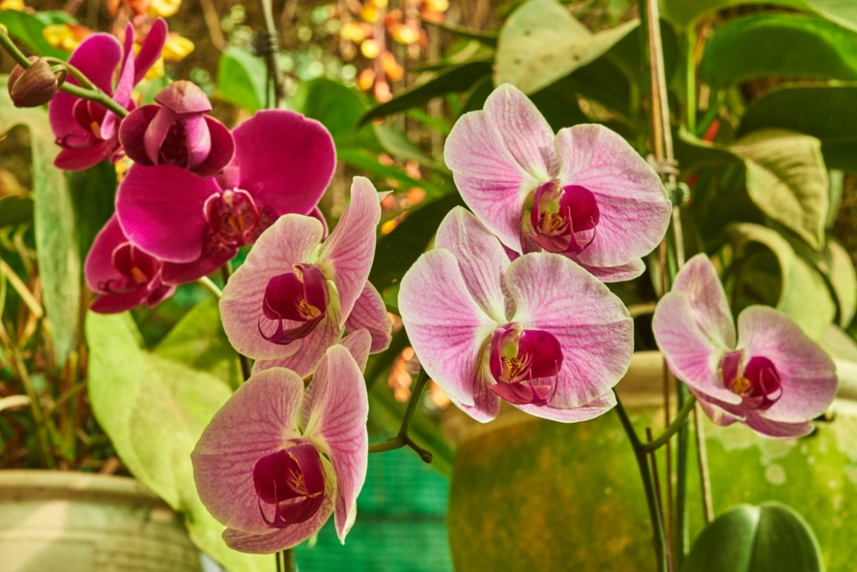 Гомеса Криспа Орхидея