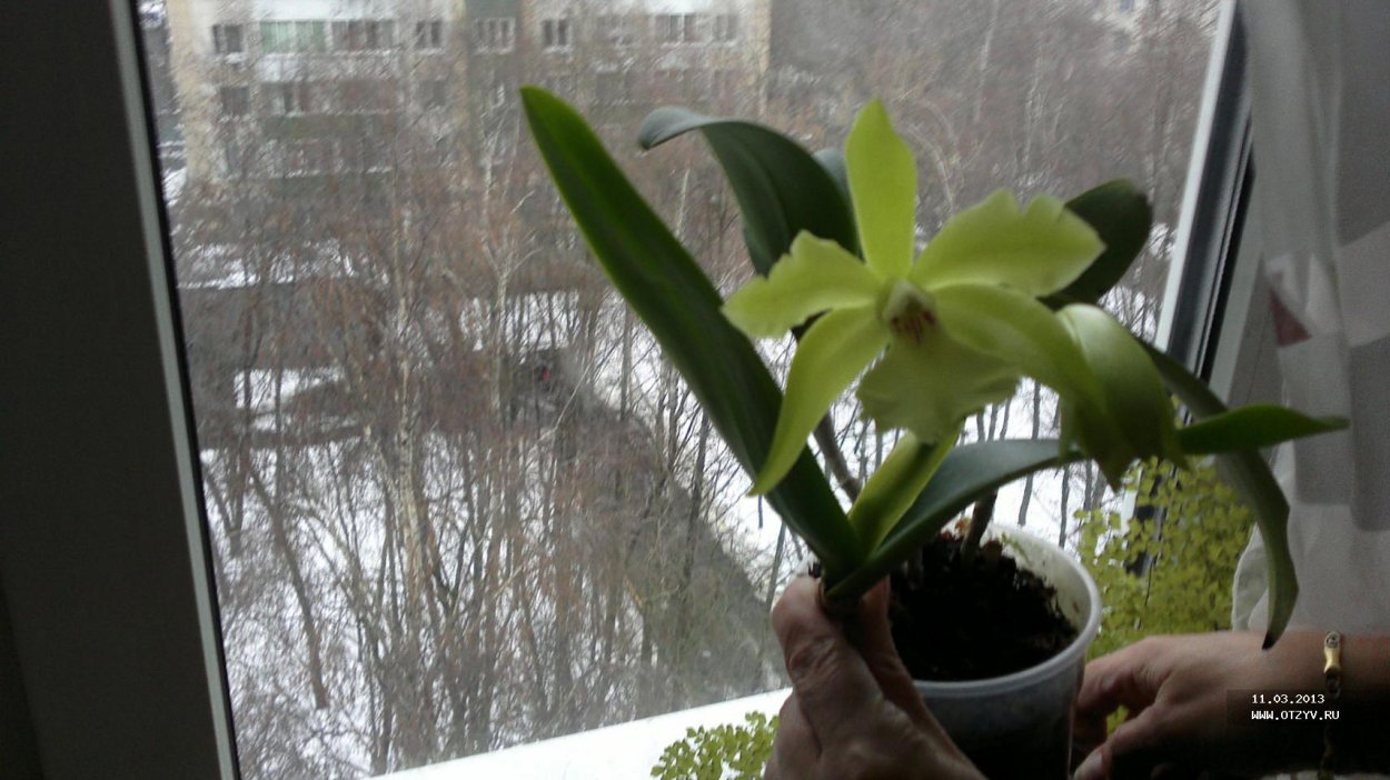 Фаленопсис Sangria