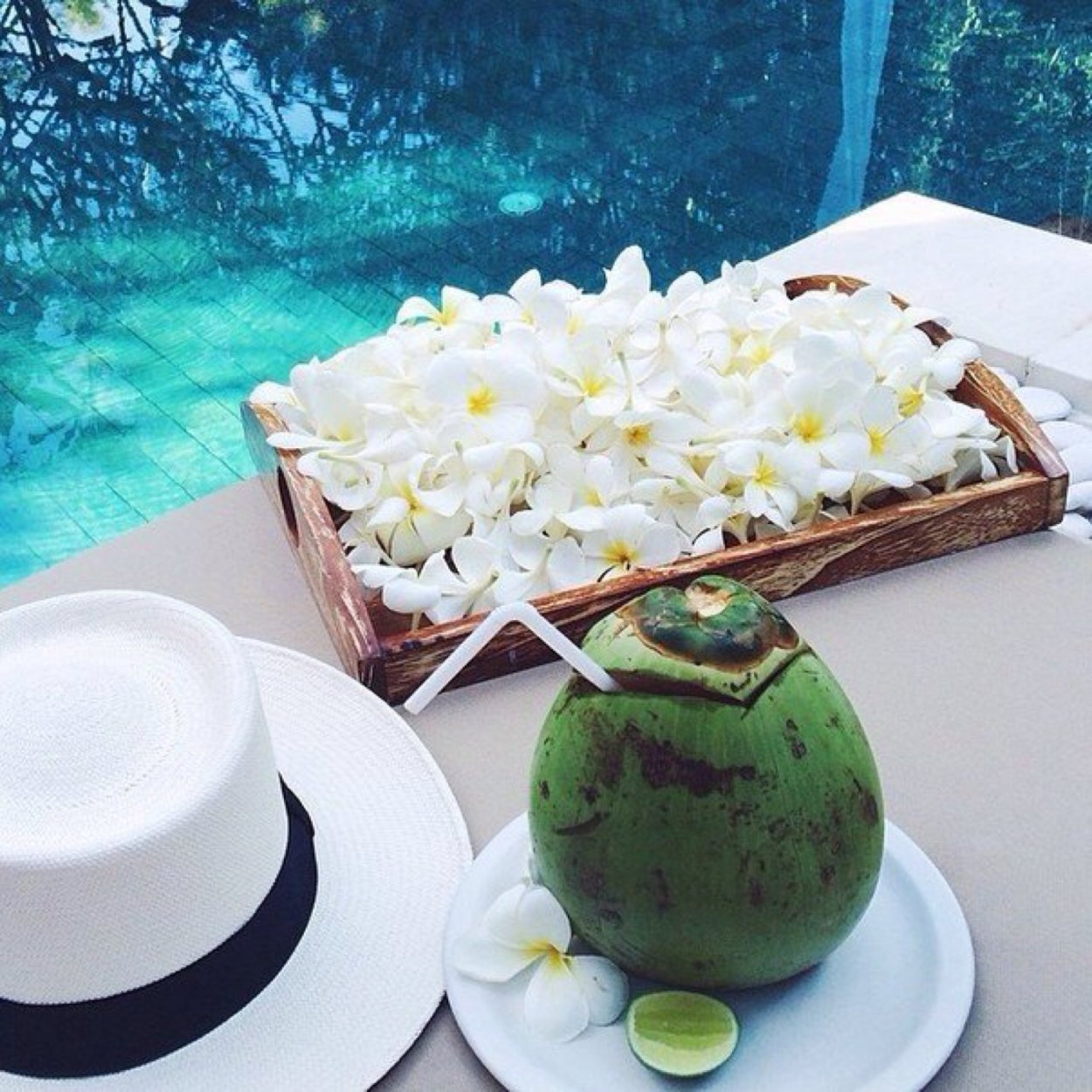 Фаленопсис седирея Японика