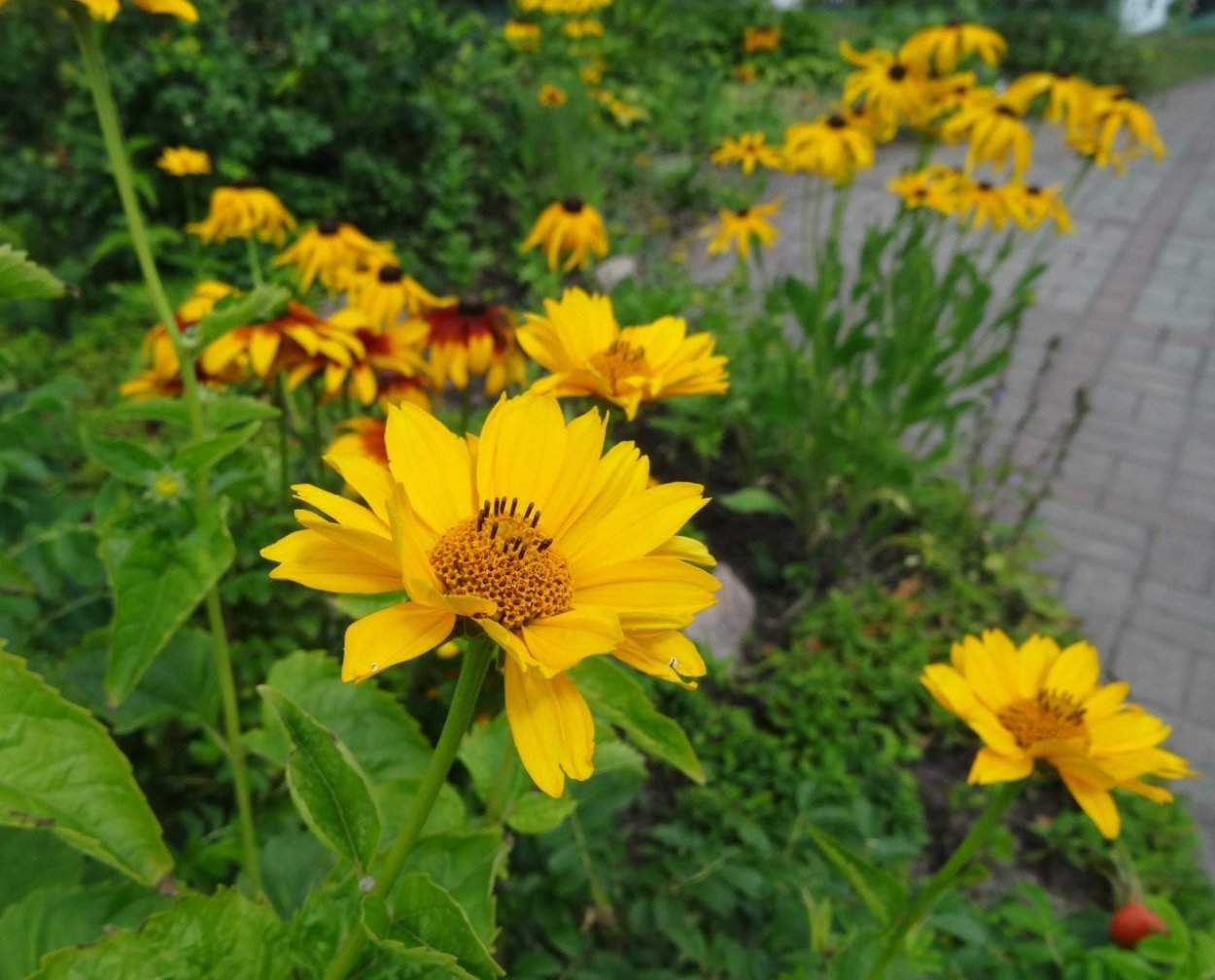 Гелиопсис Лорейн Саншайн