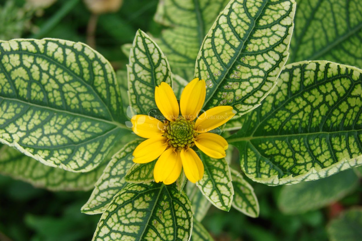 Желтая Ромашка гелиопсис