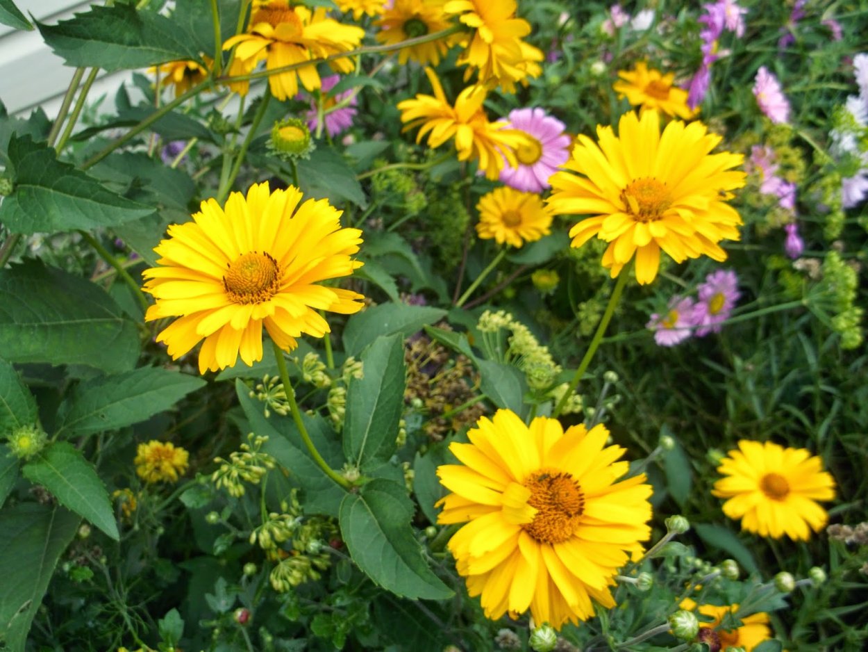 Желтая Ромашка гелиопсис