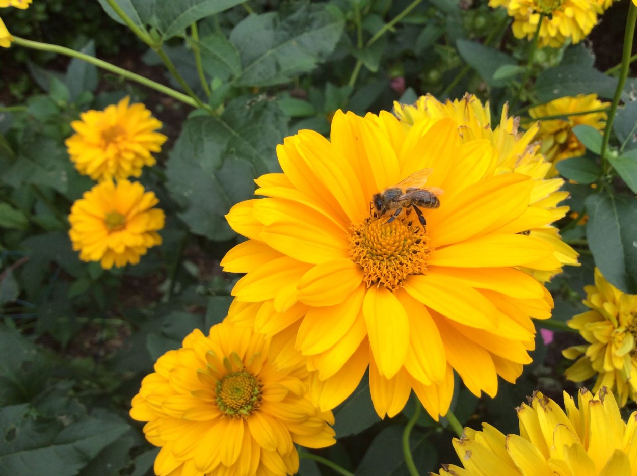 Гелиопсис подсолнечниковидный Лорейн Саншайн